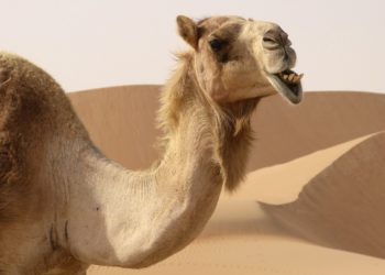 Où le dromadaire A-t-il de la graisse ?