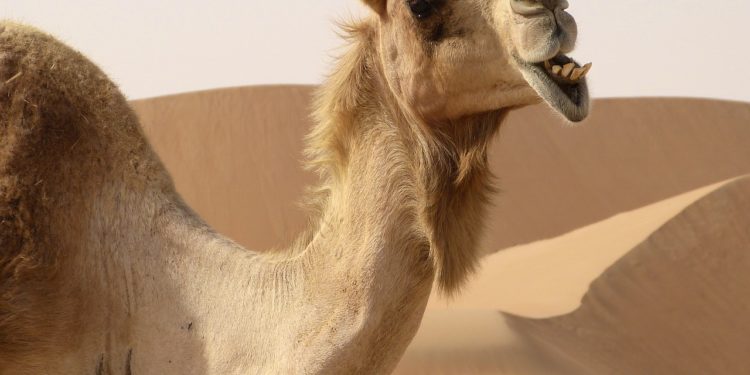 Où le dromadaire A-t-il de la graisse ?