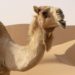 Où le dromadaire A-t-il de la graisse ?