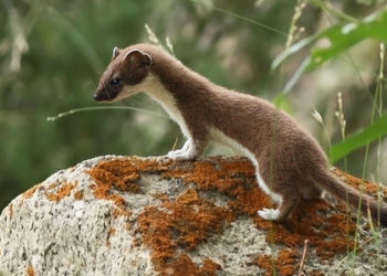 Quelle est la reproduction de l'hermine ?