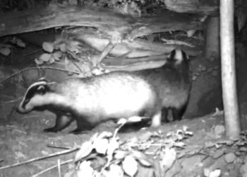 Comment faire fuir un blaireau ?