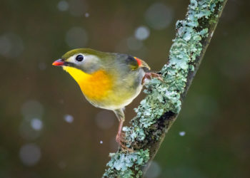 Pourquoi les oiseaux chantent à 4h du matin ?