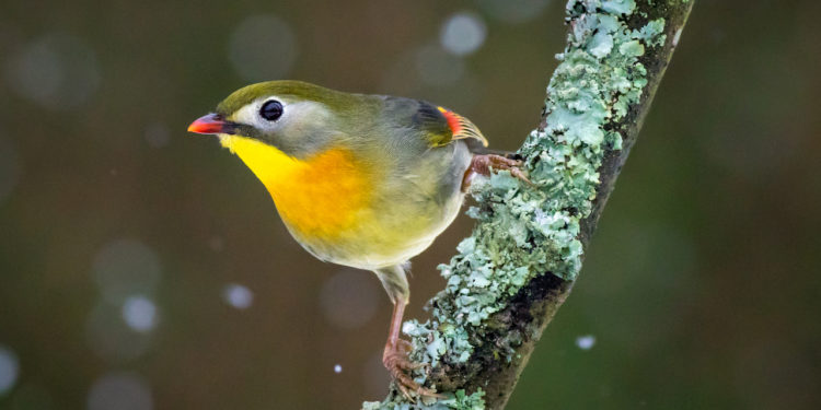 Pourquoi les oiseaux chantent à 4h du matin ?