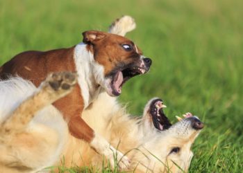 Comment déclencher contraction chien ?