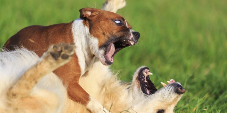 Comment déclencher contraction chien ?