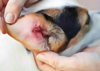 Comment nettoyer la vulve d'un chien ?