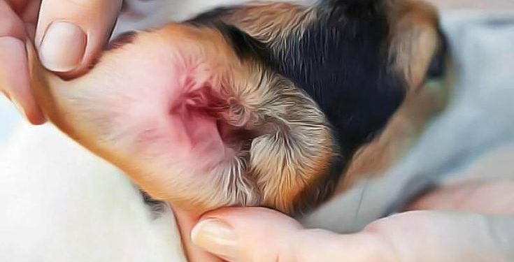 Comment nettoyer la vulve d'un chien ?