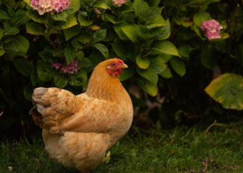 Est-ce que les poules aiment les câlins ?