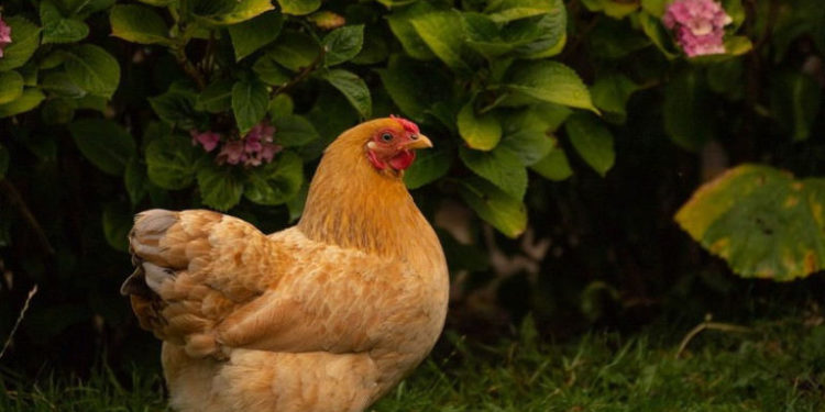 Est-ce que les poules aiment les câlins ?