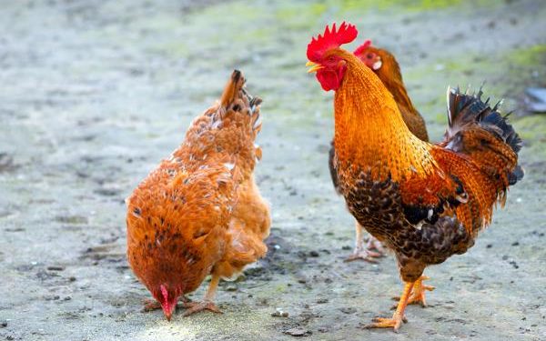 Comment une poule devient coq ?