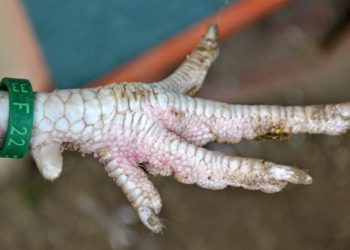 Comment soigner les pattes d'un coq ?