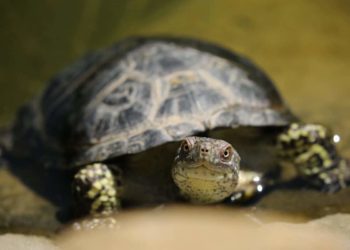 Comment savoir si une tortue est contente ou pas ?