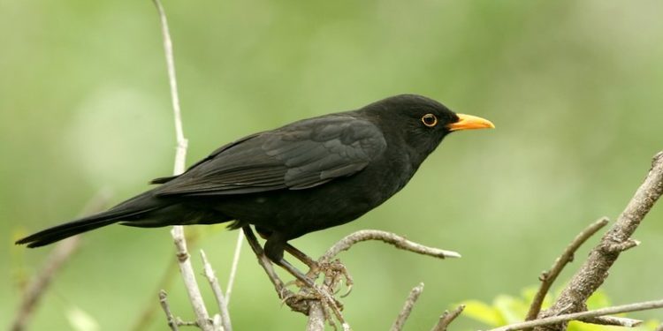 Pourquoi les merles chantent le soir ?