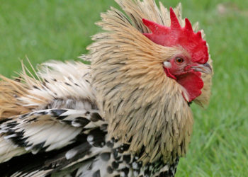 Pourquoi les poules se sauvent ?