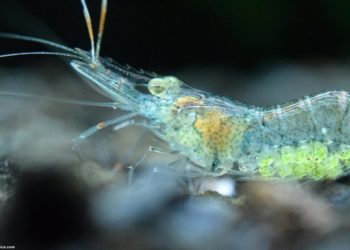 Quels poissons mangent les crevettes ?