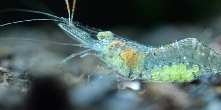 Quels poissons mangent les crevettes ?
