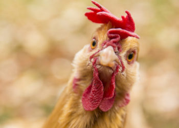 Qu'est-ce qui attire les poux rouges ?