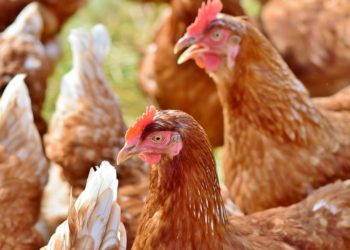 Comment vaincre les poux de poules ?