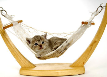 Est-ce une bonne idée de promener son chat ?