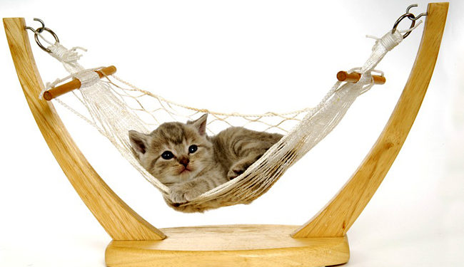 Est-ce une bonne idée de promener son chat ?