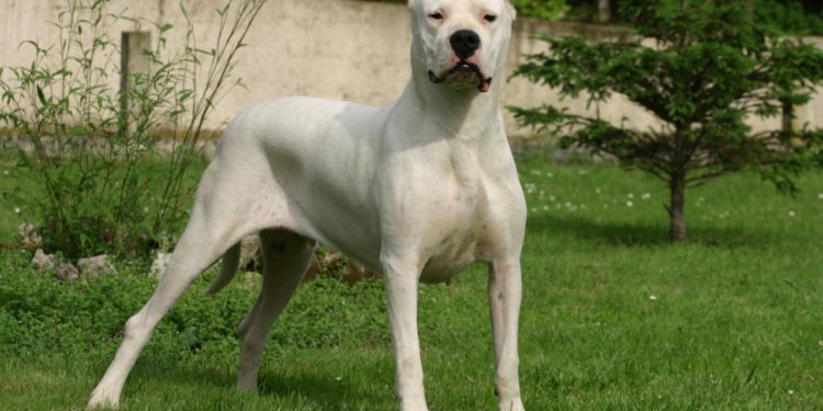 Comment se comporter avec un Cane Corso ?