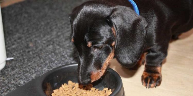 Quel aliment fait péter un chien ?