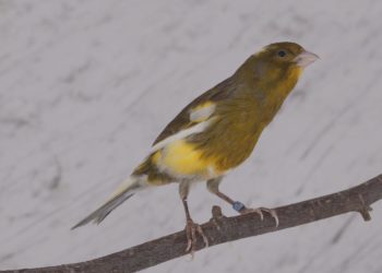 Pourquoi une femelle canari chante ?