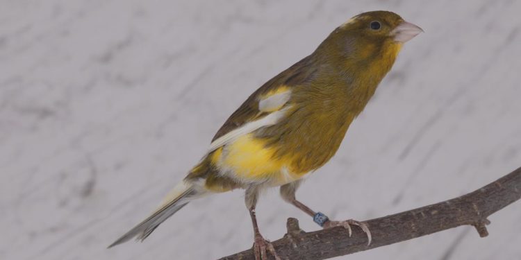 Pourquoi une femelle canari chante ?