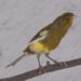 Pourquoi une femelle canari chante ?