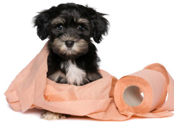 Pourquoi mon chaton a des selles molles ?