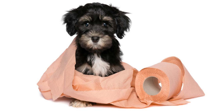 Pourquoi mon chaton a des selles molles ?