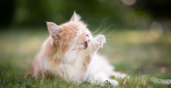 Pourquoi mon chat a des croûtes aux yeux ?