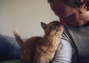 Pourquoi le bout du nez de mon chat est humide ?