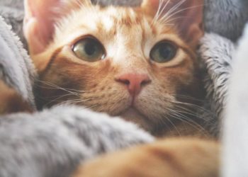 Quand un chat a le nez froid ?