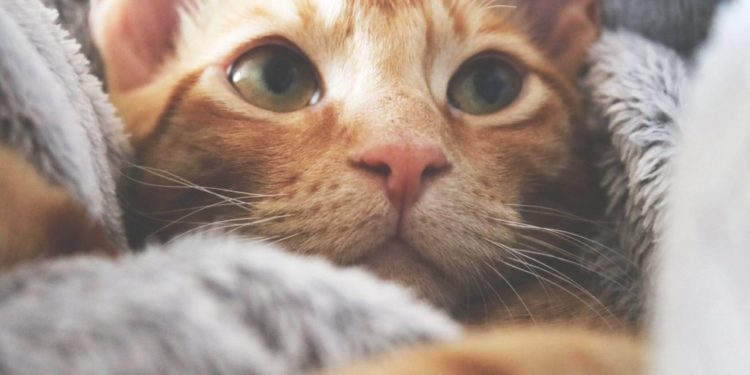 Quand un chat a le nez froid ?