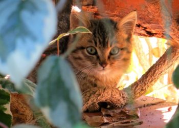 Quelles sont les maladies des yeux des chats ?