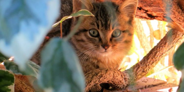 Quelles sont les maladies des yeux des chats ?