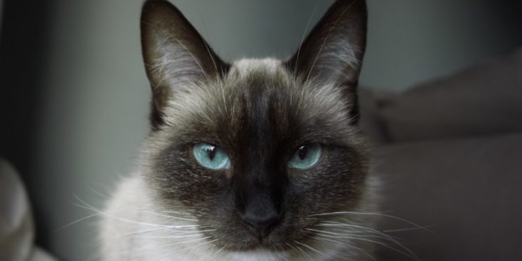 Pourquoi la couleur des yeux des chats change ?