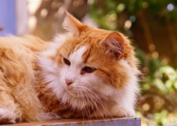 Comment soigner un kyste chez un chat ?