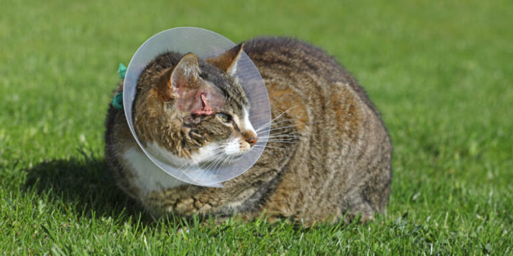 Comment reconnaître un abcès chez le chat ?