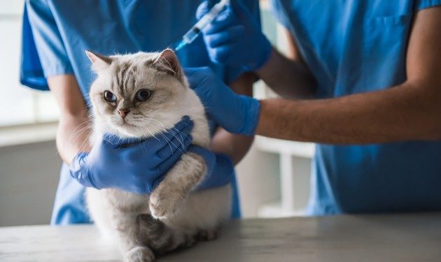 Pourquoi mon chat a une boule au niveau du cou ?