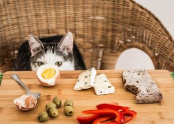 Quel fromage Peut-on donner à un chat ?