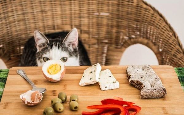 Quel fromage Peut-on donner à un chat ?