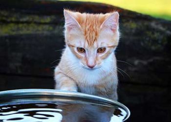 Pourquoi les chats mettent leurs croquettes dans l'eau ?