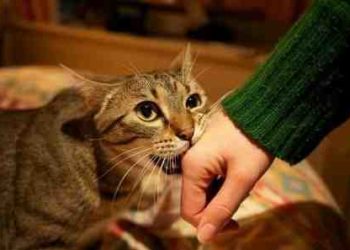 Comment punir un chat qui attaque un autre chat ?