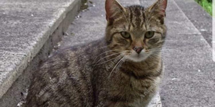 Comment réagit un chat perdu ?