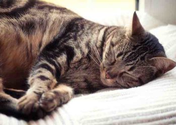 Où dort un chat dehors ?