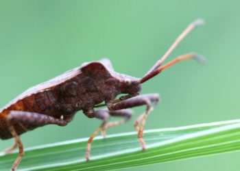Quel odeur déteste les chats ?