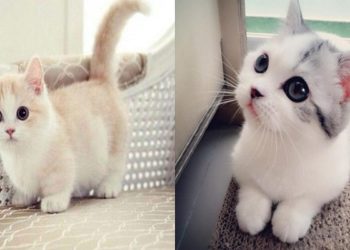 Quel race de chat qui reste petit ?