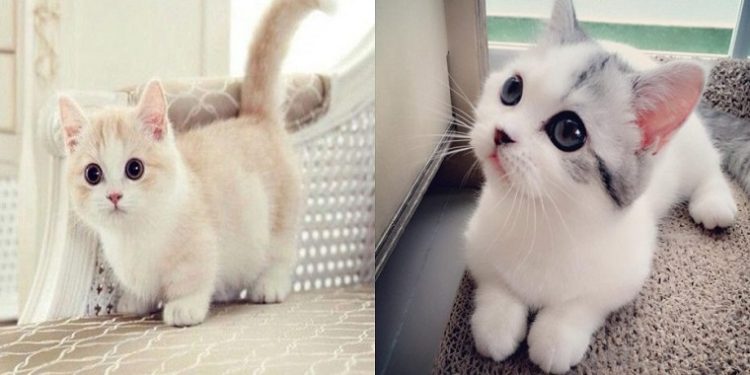 Quel race de chat qui reste petit ?